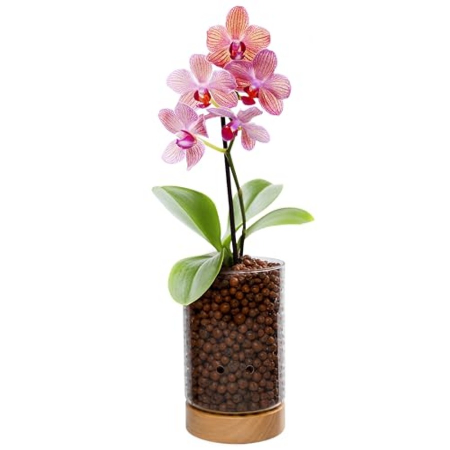 Glass Planter with Wooden Base - Clay Pebble Growing recensie en prijs
