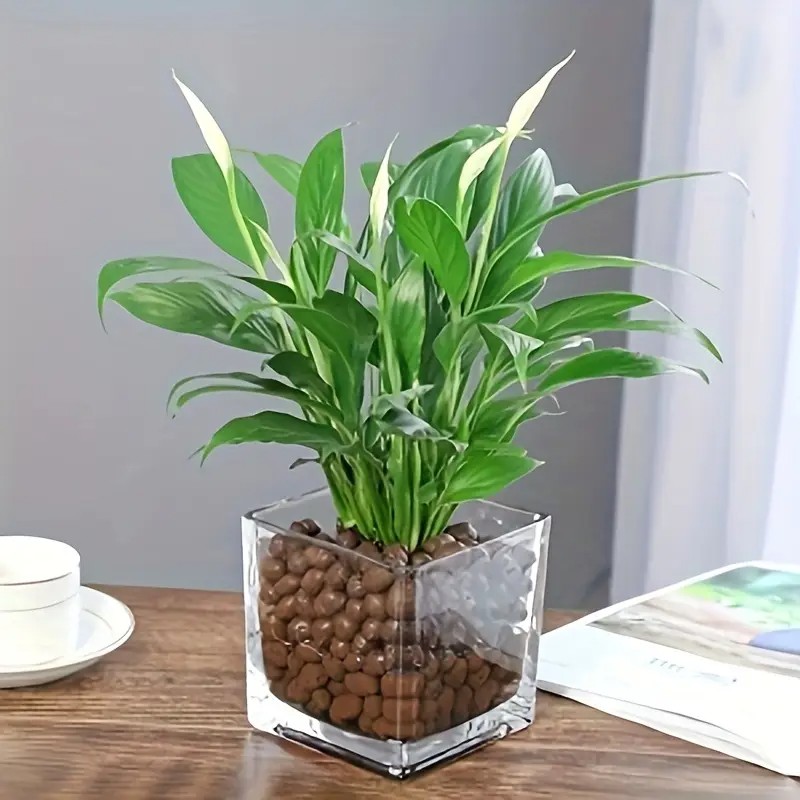 1LB Reusable Hydroponic Clay P - Clay Pebble Growing recensie en prijs