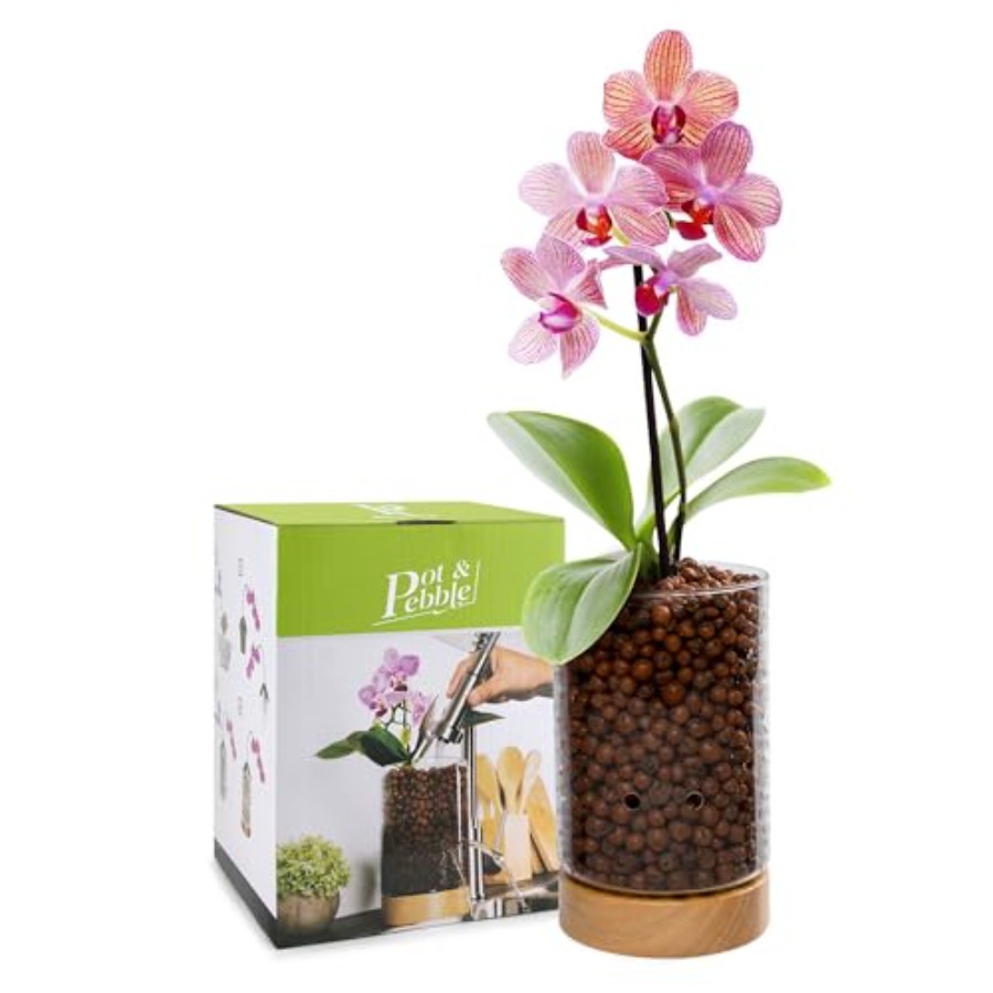 Glass Planter with Wooden Base - Clay Pebble Growing recensie en prijs